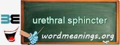 WordMeaning blackboard for urethral sphincter